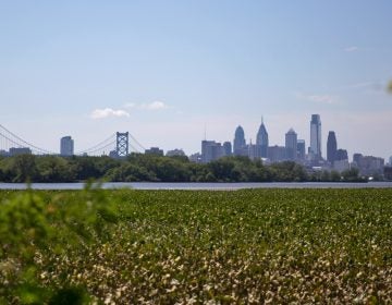 The Philadelphia skyline and Benjamin Franklin Bridge seen from Petty’s Island on the Delaware River