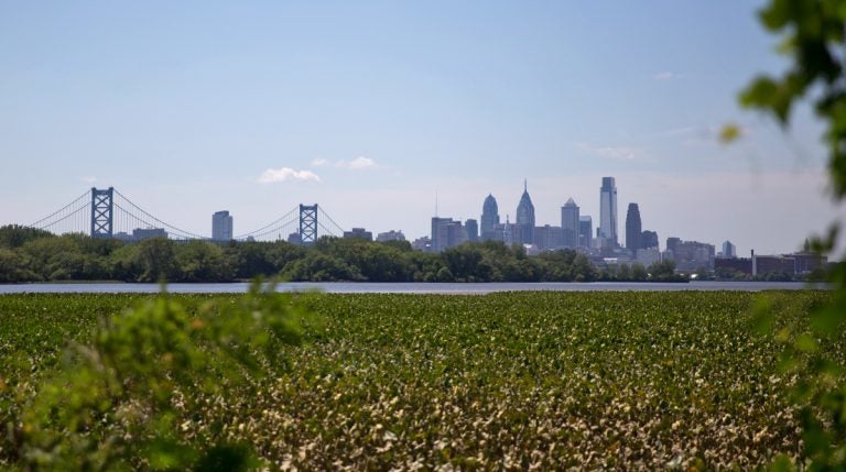 The Philadelphia skyline and Benjamin Franklin Bridge seen from Petty’s Island on the Delaware River