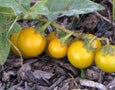 Horse nettle