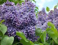 lilacs