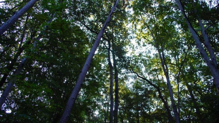 Fernbank Forest’s tree canopy stretches 156 feet into the air. Many of the trees have been able to live two or three hundred years. (Stephannie Stokes/for WHYY)