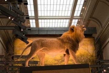 A lion high up on a pedestal in the Mammal Hall at the Smithsonian's National Museum of Natural History. (Paige Pfleger/WHYY)