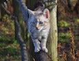 a kitten on a branch