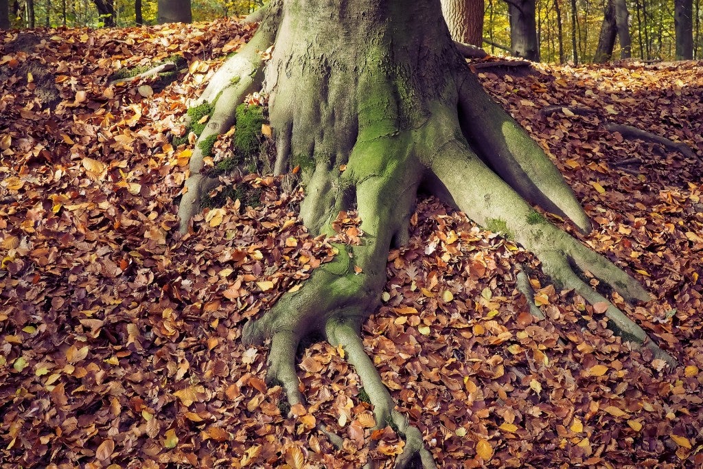 exposed tree roots