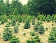 a Christmas tree farm