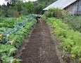 a garden bed