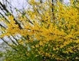 forsythia