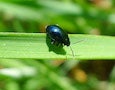 a flea beetle on a blade of grass