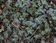 a bed of ivy