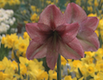 an amaryllis at the Philadelphia Flower Show