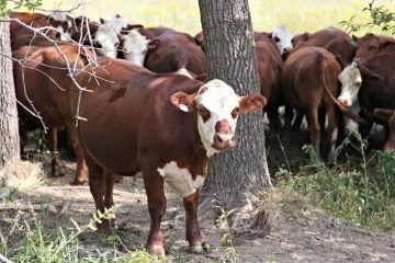 The cattle at Covered-L Farms are a mix of Herford and Red Angus breeds. Landers converted his cattle ranch to 100 percent grass-fed beef in 2007. (Kristofor Husted/Harvest Public Media)