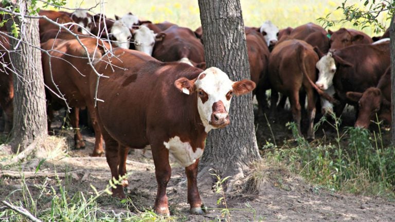 The cattle at Covered-L Farms are a mix of Herford and Red Angus breeds. Landers converted his cattle ranch to 100 percent grass-fed beef in 2007. (Kristofor Husted/Harvest Public Media)