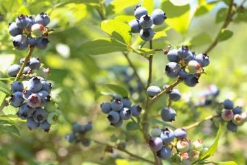  Blueberries are the state fruit of New Jersey. (Natavan Werbock/for NewsWorks) 