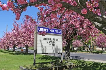 Cherry blossom trees in full bloom all around Cherry Hill Township (Natavan Werbock/for NewsWorks)
