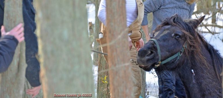  Rescuers pulled the horse, above, from a marshy area in the Wharton State Forest Wednesday. (Photo: JSHN contributor Roman Isaryk, Jr.) 