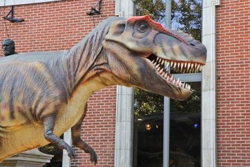  The T. rex arrived in three pieces before it was bolted to a base on the sidewalk, then the outer skin layer was sewn on to the dinosaur. (Kimberly Paynter/WHYY) 