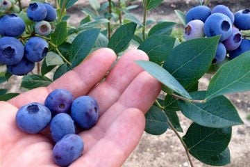  Courtesy of DiMeo Blueberry Farms in Hammonton, N.J.) 