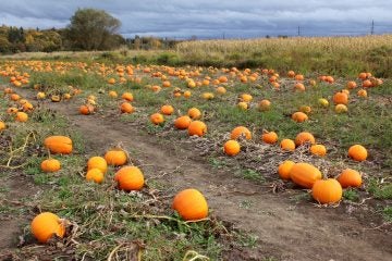  A classic October image through New Jersey: the pumpkin patch. (Photo:  apathy_girl via Flickr) 