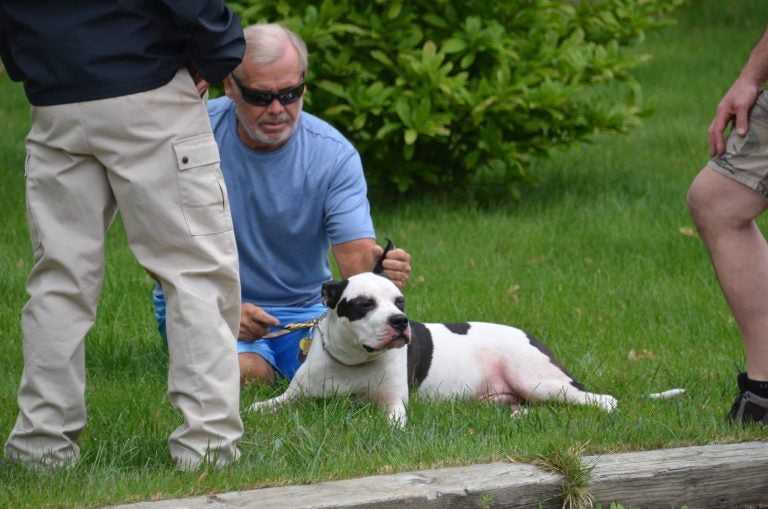  Firefighters rescued the dog, pictured, from an early Wednesday afternoon house fire in Stafford. (Photo courtesy of Roman Isaryk)  