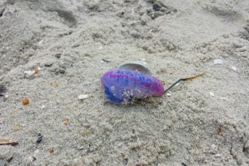  (Photo courtesy of the Harvey Cedars Beach Patrol) 