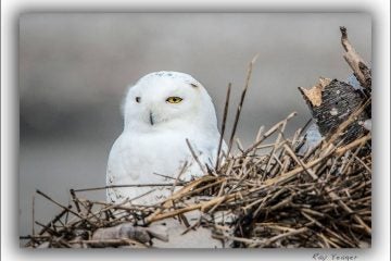  A snowy owl resting in Holgate, Long Beach Island in Nov. 2014. (Photo courtesy of Ray Yeager) 