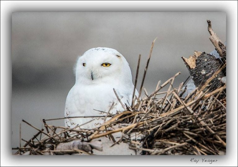  A snowy owl resting in Holgate, Long Beach Island in Nov. 2014. (Photo courtesy of Ray Yeager) 