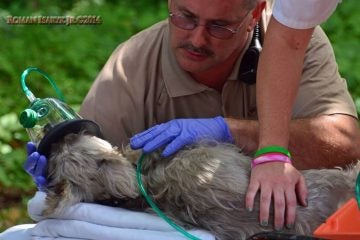  An EMT administering oxygen to one of the dogs rescued from a house fire in Barnegat Wednesday afternoon. (Photo: JSHN contributor Roman Isaryk) 