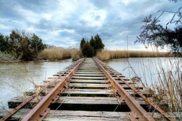  Abandoned tracks of the Mauricetown Railroad on the Delaware Bay. (Photo: JSHN contributor Ron Anzivino) 