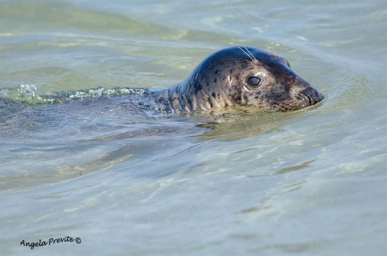  The seal in Island Beach State Park by JSHN contributor Angela Previte, who says she was at a safe distance using a 300 mm lens. 