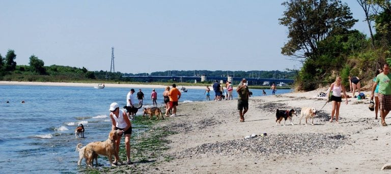 Dog beach jersey sales shore