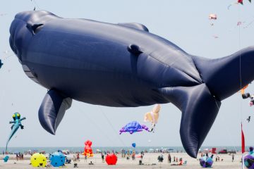  This massive whale kite took flight in Wildwood on Sunday. (Bastiaan Slabbers/for NewsWorks) 