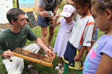  Young Honey Festival attendees fearlessly watched up close while hearing a presentation about how the bees make their honey. (Natavan Werbock/for NewsWorks) 