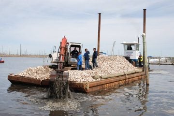  Whelk shells are deposited into the Barnegat Bay Thursday. (Photo courtesy of Congressman Tom MacArthur) 