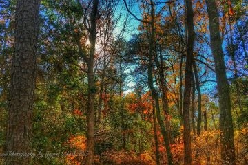 Autumn color at Enos Pond County Park in  Forked River on Nov. 20, 2015. (Photo: JSHN contributor Jason Schack‎) 
