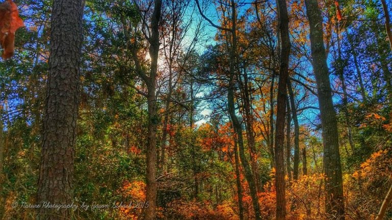  Autumn color at Enos Pond County Park in  Forked River on Nov. 20, 2015. (Photo: JSHN contributor Jason Schack‎) 