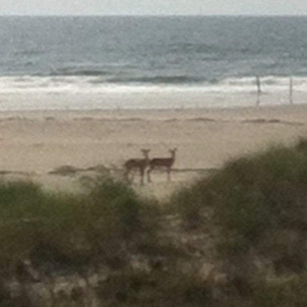  Deer in Wildwood Crest today. (Photo: Wildwood 365) 