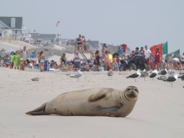  A seal in Brick Beach III on August 23, 2013. (Photo: Jerry Meaney/Barnegat Bay Island, NJ) 