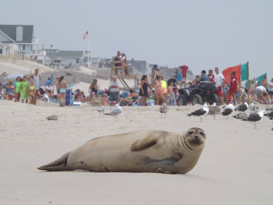 seal species of new jersey