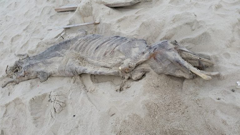 12-10-14-dolphin-carcass Denise Wirth stumbled upon the remains of a mummified dolphin while strolling the beach in Lavallette Wednesday. (Photo courtesy of Denise Wirth)