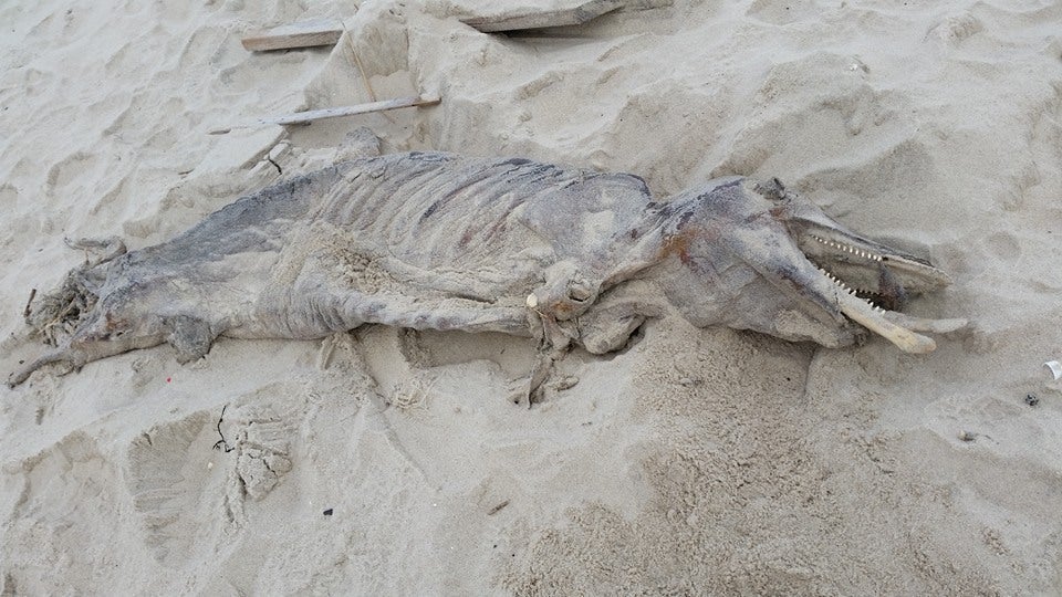 Mummified animal discovered on beach after Tuesday's nor'easter - WHYY