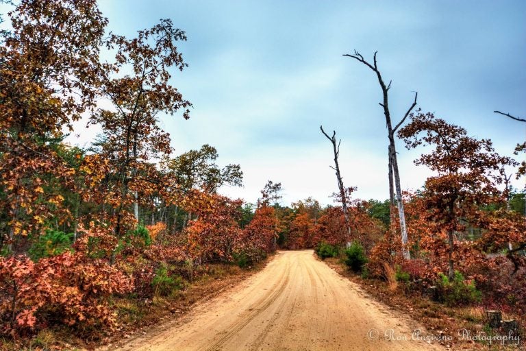  Out in the Pine Barrens with JSHN contributor ‎Ron Anzivino.  