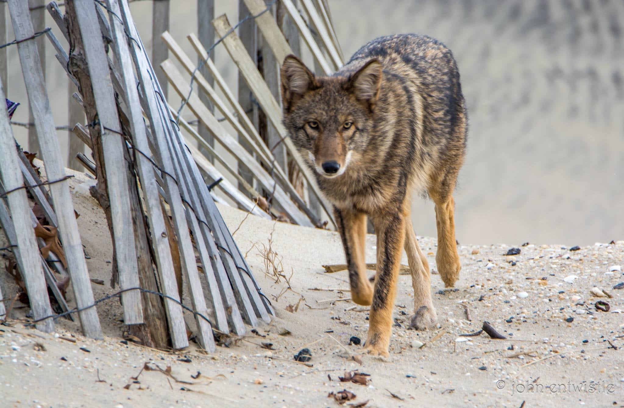 Have you seen a coyote? The - New Jersey Fish & Wildlife