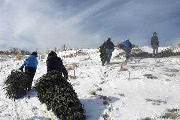  Volunteers dragging Christmas trees into the Midway Beach dunes on Saturday. Photo courtesy of Dominick Solazzo/Shifting Sands. 