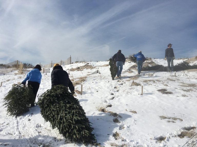  Volunteers dragging Christmas trees into the Midway Beach dunes on Saturday. Photo courtesy of Dominick Solazzo/Shifting Sands. 