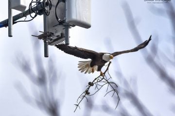 A bald eagle delivers material to a nest on a Brick Township cellular tower in March 2016. (Photo: Donna McKnight)