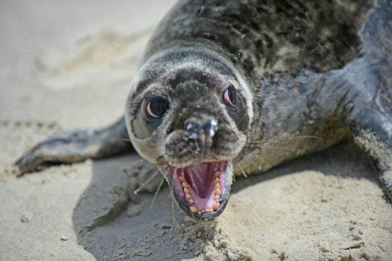 A baby grey seal. Image courtesy of the Marine Mammal Stranding Center.