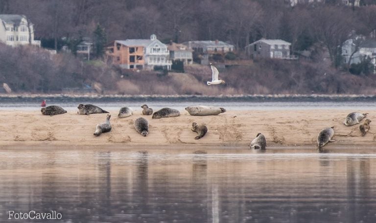 Seals resting on an island off Sandy Hook last Sunday. (Photo: Corinne Cavallo/FotoCavallo)