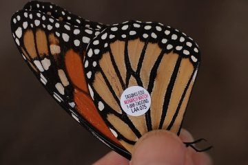  A monarch butterfly tagged through the Cape May Bird Observatory's effort is shown in this 2008 photo. / Via Wikimedia Commons  