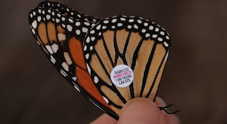  A monarch butterfly tagged through the Cape May Bird Observatory's effort is shown in this 2008 photo. / Via Wikimedia Commons  