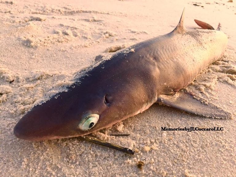 A beached spiny dogfish in Seaside Heights Thursday morning. (Photo: JSHN contributor Jean L. Coccaro‎)